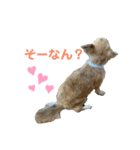 テツコのすたんぷ（個別スタンプ：13）
