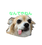 テツコのすたんぷ（個別スタンプ：15）