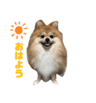 うに丸の日常！（個別スタンプ：1）