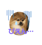 うに丸の日常！（個別スタンプ：7）