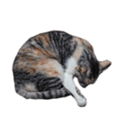 組み合わせ自由な猫スタンプ 3（個別スタンプ：7）