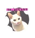 白猫のメリーさんpart2（個別スタンプ：1）