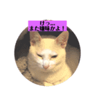 白猫のメリーさんpart2（個別スタンプ：6）