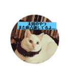 白猫のメリーさんpart2（個別スタンプ：13）