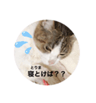 まいにちひめにゃん（個別スタンプ：14）