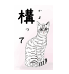 日本麦わら猫と台湾石虎猫のビッグスタンプ（個別スタンプ：5）