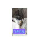 ミンタン（個別スタンプ：3）