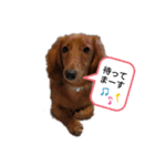 こむぎの感じ（個別スタンプ：4）