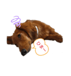 こむぎの感じ（個別スタンプ：5）