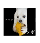 かぁいいイヌ（個別スタンプ：3）
