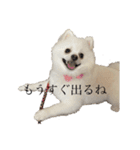 かぁいいイヌ（個別スタンプ：6）