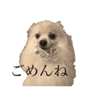 かぁいいイヌ（個別スタンプ：7）