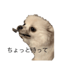 かぁいいイヌ（個別スタンプ：11）