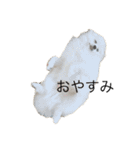 かぁいいイヌ（個別スタンプ：15）