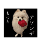かぁいいイヌ（個別スタンプ：30）