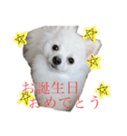 かぁいいイヌ（個別スタンプ：31）