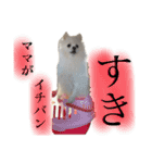 かぁいいイヌ（個別スタンプ：32）