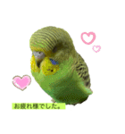 インコピーチの可愛いスタンプ（個別スタンプ：2）