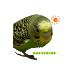 インコピーチの可愛いスタンプ（個別スタンプ：3）