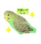 インコピーチの可愛いスタンプ（個別スタンプ：4）