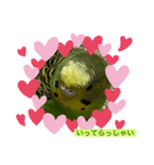 インコピーチの可愛いスタンプ（個別スタンプ：5）
