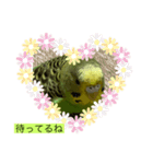インコピーチの可愛いスタンプ（個別スタンプ：6）