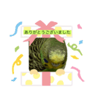 インコピーチの可愛いスタンプ（個別スタンプ：7）