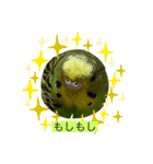 インコピーチの可愛いスタンプ（個別スタンプ：9）
