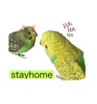 インコピーチの可愛いスタンプ（個別スタンプ：10）