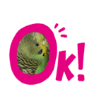 インコピーチの可愛いスタンプ（個別スタンプ：11）
