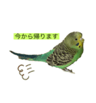 インコピーチの可愛いスタンプ（個別スタンプ：12）