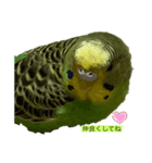 インコピーチの可愛いスタンプ（個別スタンプ：13）