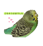 インコピーチの可愛いスタンプ（個別スタンプ：14）