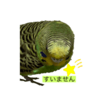 インコピーチの可愛いスタンプ（個別スタンプ：15）