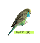 インコピーチの可愛いスタンプ（個別スタンプ：16）