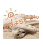 ぼくスコット茶々丸！～よく使える日常編～（個別スタンプ：2）