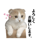 ぼくスコット茶々丸！～よく使える日常編～（個別スタンプ：12）