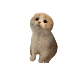 ぼくスコット茶々丸！～よく使える日常編～（個別スタンプ：36）