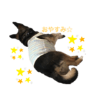 保護犬まめちゃん（個別スタンプ：1）