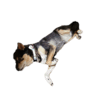 保護犬まめちゃん（個別スタンプ：2）