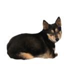 保護犬まめちゃん（個別スタンプ：4）