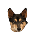 保護犬まめちゃん（個別スタンプ：5）