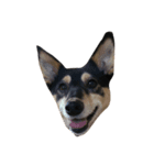 保護犬まめちゃん（個別スタンプ：8）