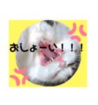 豆乳と書いて、ソイと読みます。3（個別スタンプ：2）