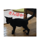 双子の黒猫、心春＆ナナの日常生活スタンプ（個別スタンプ：2）