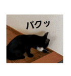 双子の黒猫、心春＆ナナの日常生活スタンプ（個別スタンプ：3）