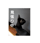 双子の黒猫、心春＆ナナの日常生活スタンプ（個別スタンプ：5）