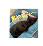 双子の黒猫、心春＆ナナの日常生活スタンプ（個別スタンプ：23）