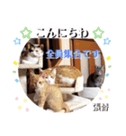 張替ねこ（個別スタンプ：4）