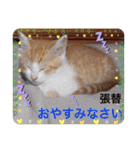 張替ねこ（個別スタンプ：6）